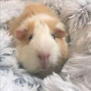 Meet your Posher, Sadie